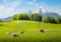 Idyllic summer landscape in the Alps with cows grazing Royalty Free Stock Photo