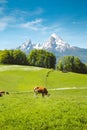 Idyllic summer landscape in the Alps with cows grazing Royalty Free Stock Photo