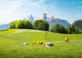 Idyllic summer landscape in the Alps with cows grazing Royalty Free Stock Photo
