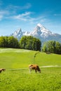 Idyllic summer landscape in the Alps with cows grazing