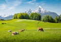 Idyllic summer landscape in the Alps with cows grazing Royalty Free Stock Photo