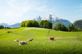 Idyllic summer landscape in the Alps with cows grazing Royalty Free Stock Photo