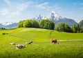 Idyllic summer landscape in the Alps with cows grazing Royalty Free Stock Photo