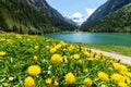 Idyllic summer landscape with mountain lake and yellow dandelion flowers in the foreground. Austria, Tyrol, Stillup Lake Royalty Free Stock Photo