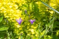 Idyllic Summer Meadow wildflowers - campanula Royalty Free Stock Photo