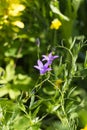 Idyllic Summer Meadow wildflowers - campanula Royalty Free Stock Photo