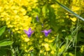 Idyllic Summer Meadow wildflowers - campanula Royalty Free Stock Photo