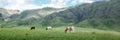 Idyllic summer pasture landscape with cows in the mountains Royalty Free Stock Photo