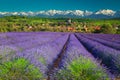 Hosman village with lavender plantation and snowy mountains, Transylvania, Romania