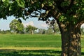 Idyllic Summer Scene at a Farm with Giant Maple Tree and Green Pastures on a Sunny Day