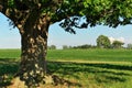 Idyllic Summer Scene at a Farm with Giant Maple Tree and Green Pastures on a Sunny Day