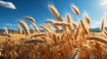 A field of wheat with blue sky Royalty Free Stock Photo