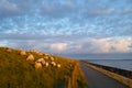 Flock of sheep grazing on grassy dune at coastal strip with promenade by dawn Royalty Free Stock Photo