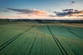 Idyllic sunset over the wheat field in Poland Royalty Free Stock Photo