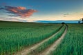 Idyllic sunset over the wheat field in Poland Royalty Free Stock Photo