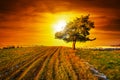 Idyllic sunset over winter meadow with single tree