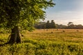 An idyllic Sussex view of sheep grazing in a meadow, with evening light