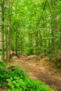 Path through green forest trees landscape