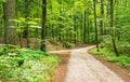 Path in green forest nature