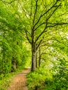 Spring nature landscape with path along beautiful trees