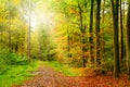 Autumn forest trees with forest path in the sun