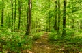 Path in beautiful green forest nature