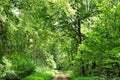 Idyllic trail winding through an enchanting green forest with lush vegetation.