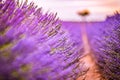 idyllic travel landscape. Blooming lavender in a field at sunset in Provence, France. Blur meadow floral closeup view