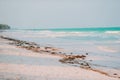 Idyllic tropical beach in Caribbean with white sand, turquoise ocean water and blue sky Royalty Free Stock Photo