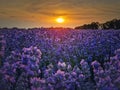 Idyllic view of blooming lavender field. Beautiful purple blue flowers in warm summer sunset light. Fragrant lavandula plants Royalty Free Stock Photo