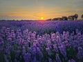 Idyllic View Of Blooming Lavender Field. Beautiful Purple Blue Flowers In Warm Summer Sunset Light. Fragrant Lavandula Plants