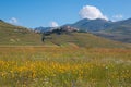 Idyllic view of Castelluccio di Norcia with flowers in the summer season
