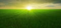 Idyllic view of green crop fields, warm setting sun on horizon, minimal natural background. Generative AI illustration