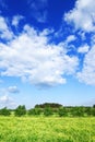 Idyllic view, green field and blue sky with white clouds Royalty Free Stock Photo