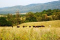 Cows on pasture Royalty Free Stock Photo