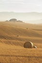 Idyllic view of hilly farmland in Tuscany Royalty Free Stock Photo