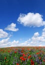 Idyllic view, meadow with red poppies blue sky in the background Royalty Free Stock Photo