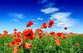 Idyllic view, meadow with red poppies blue sky in the background Royalty Free Stock Photo