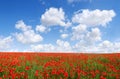 Idyllic view, meadow with red poppies blue sky in the background Royalty Free Stock Photo