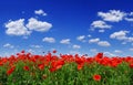 Idyllic view, meadow with red poppies blue sky in the background Royalty Free Stock Photo