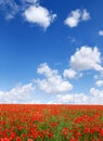 Idyllic view, meadow with red poppies blue sky in the background Royalty Free Stock Photo