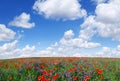 Idyllic view, meadow with red poppies blue sky in the background Royalty Free Stock Photo