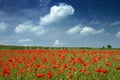 Idyllic view, meadow with red poppies blue sky in the background Royalty Free Stock Photo