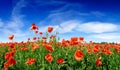 Idyllic view, meadow with red poppies blue sky in the background Royalty Free Stock Photo