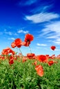 Idyllic view, meadow with red poppies blue sky in the background Royalty Free Stock Photo