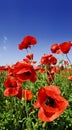 Idyllic view, meadow with red poppies blue sky in the background Royalty Free Stock Photo