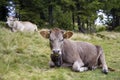 Idyllic view of nice funny brown cow laying in green pasture fie Royalty Free Stock Photo