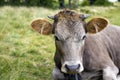 Idyllic view of nice funny brown cow laying in green pasture fie Royalty Free Stock Photo