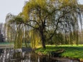 Rowing boat on the shore of the lake under weeping willow tree, Belgium, Europe