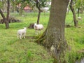 Sheep in an orchard Royalty Free Stock Photo